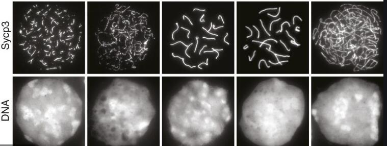 SCP3/SYCP3 Antibody - BSA Free NB300-232
