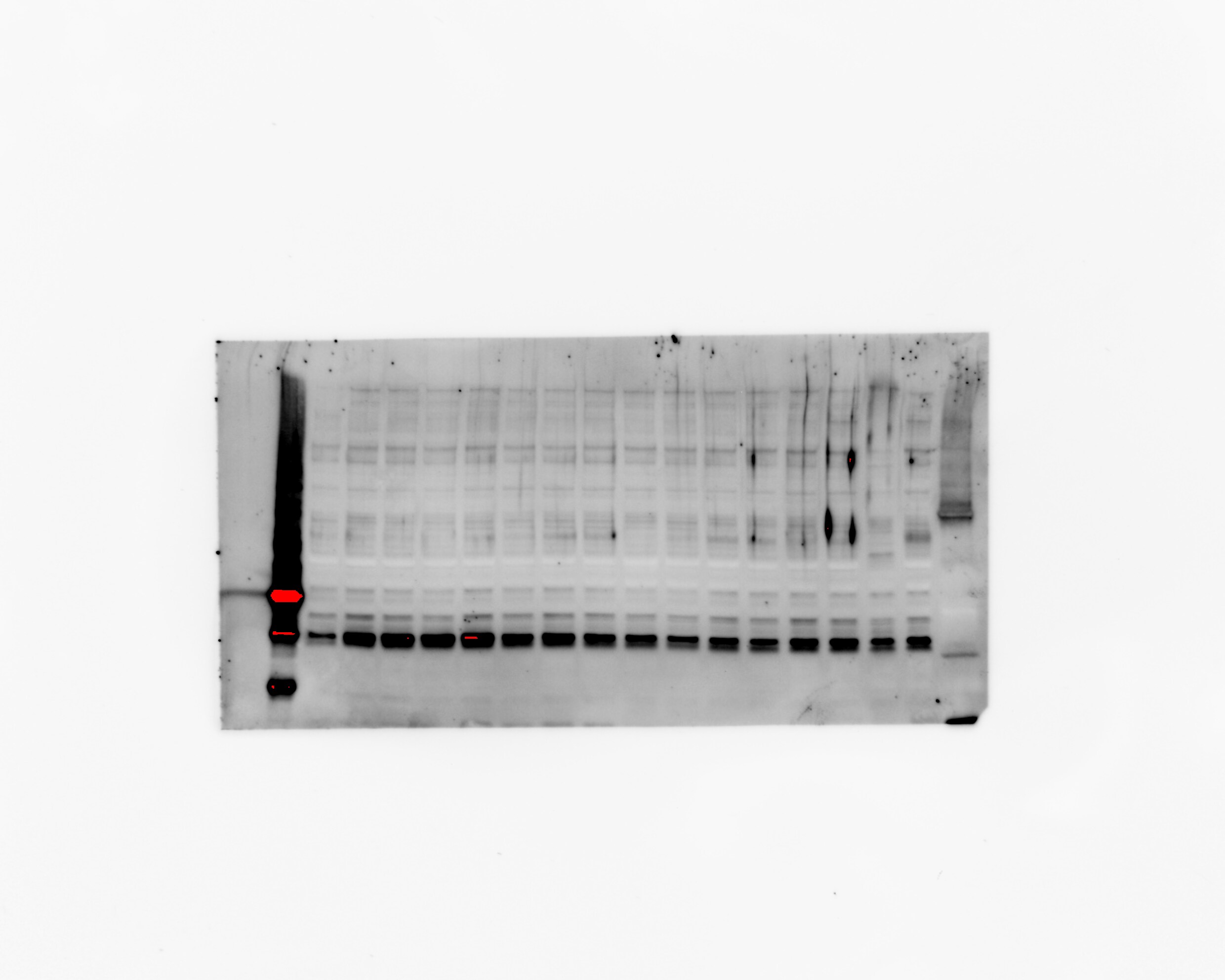 Notch-1 Antibody - (Cleaved N terminal) - BSA Free NB300-251
