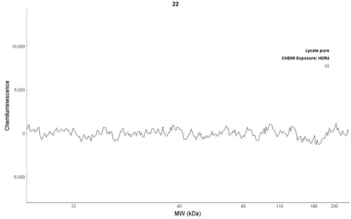 Park7/DJ-1 Antibody - BSA Free NB300-270
