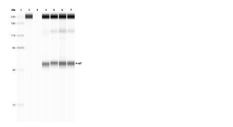 xCT Antibody - BSA Free NB300-317
