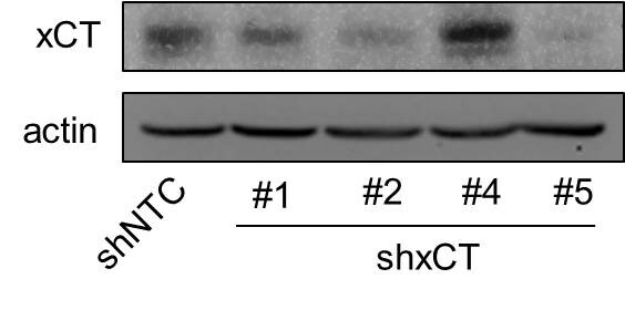xCT Antibody - BSA Free NB300-318