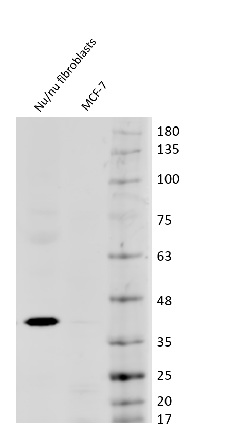 GAPDH Antibody NB300-326
