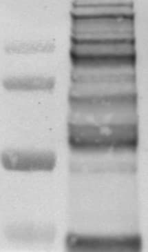 O-GlcNAc Antibody (RL2) - BSA Free NB300-524