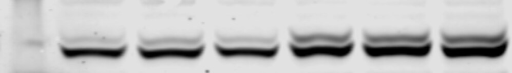 O-GlcNAc Antibody (RL2) - BSA Free NB300-524