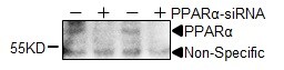 PPAR alpha/NR1C1 Antibody (3B6/PPAR) - BSA Free NB300-537
