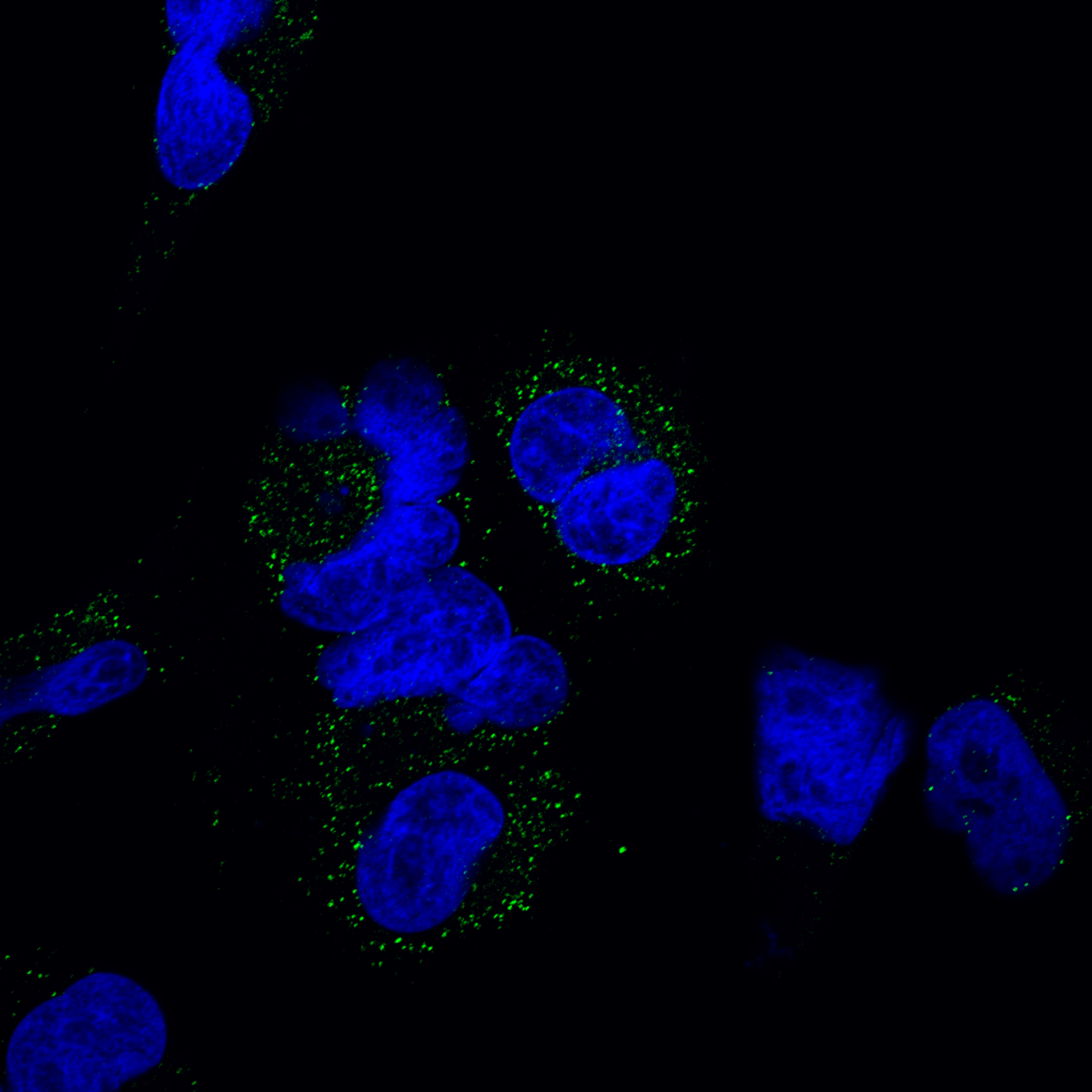 Galectin-3 Antibody (A3A12) [DyLight 488] NB300-538G