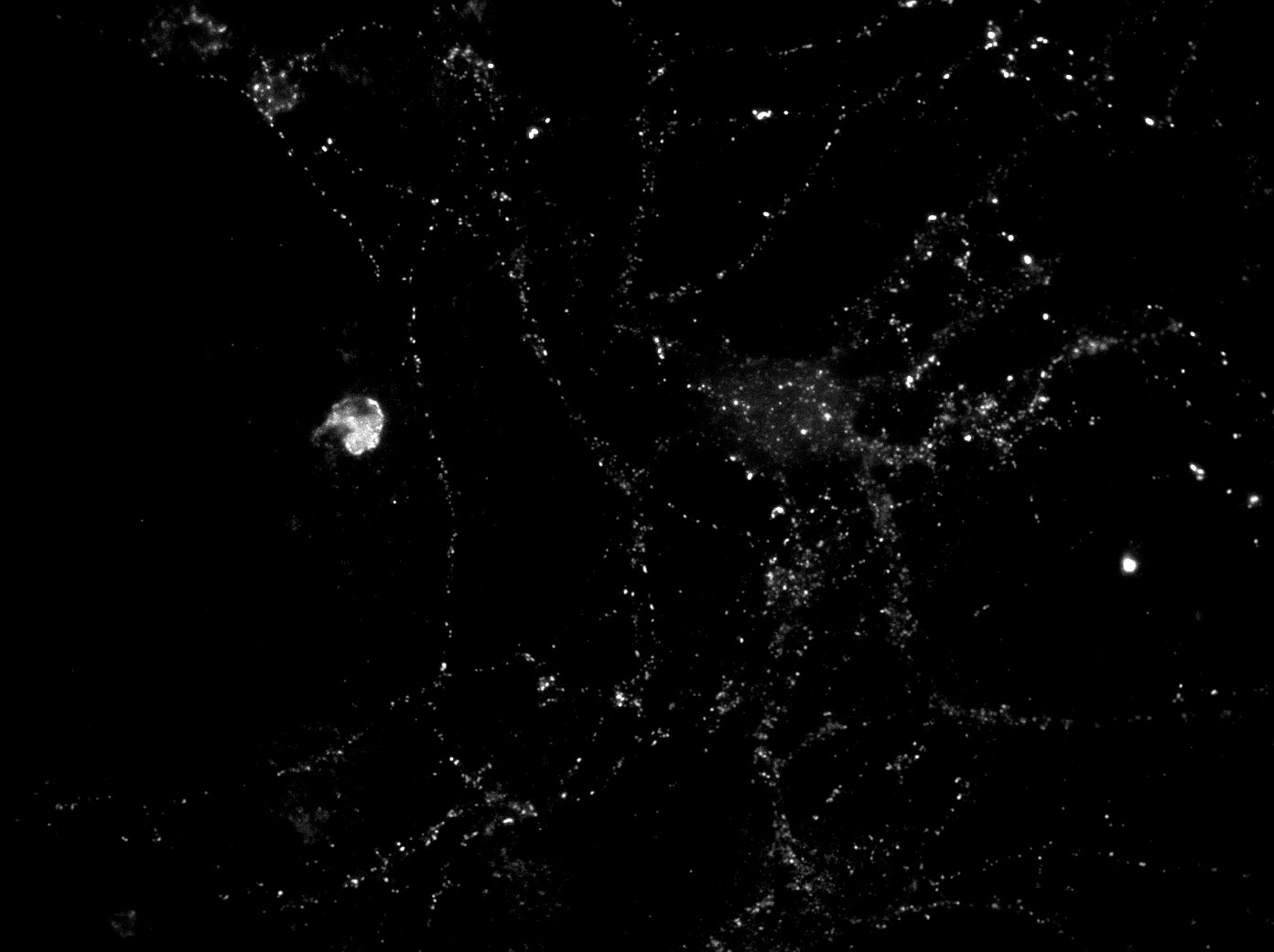 PSD-95 Antibody (6G6-1C9) - BSA Free NB300-556