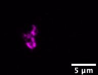 TGN38 Antibody (2F7.1) NB300-575