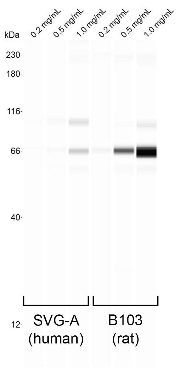 LAMP-2/CD107b Antibody NB300-591