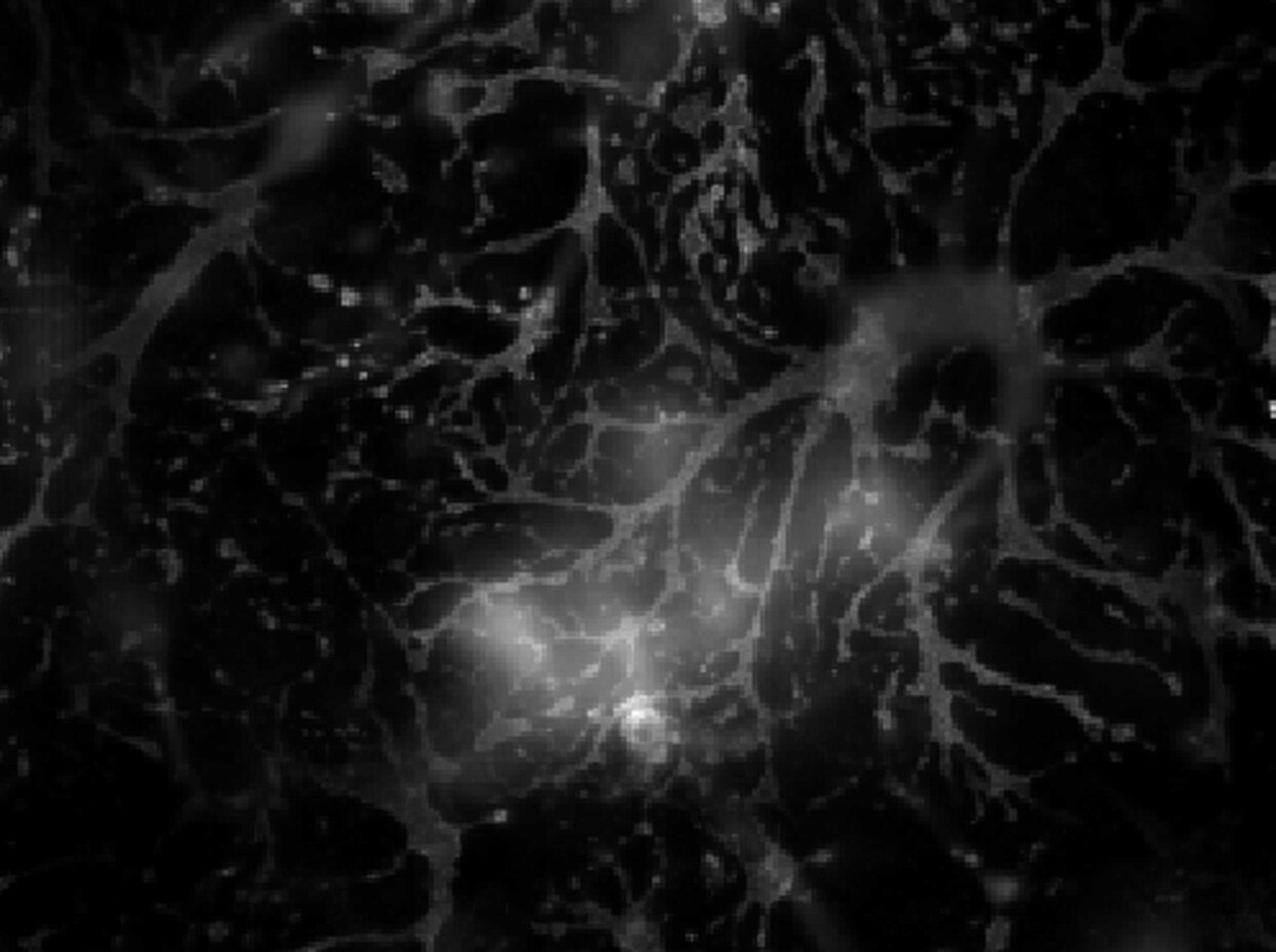 Adenosine A2aR Antibody NB300-597
