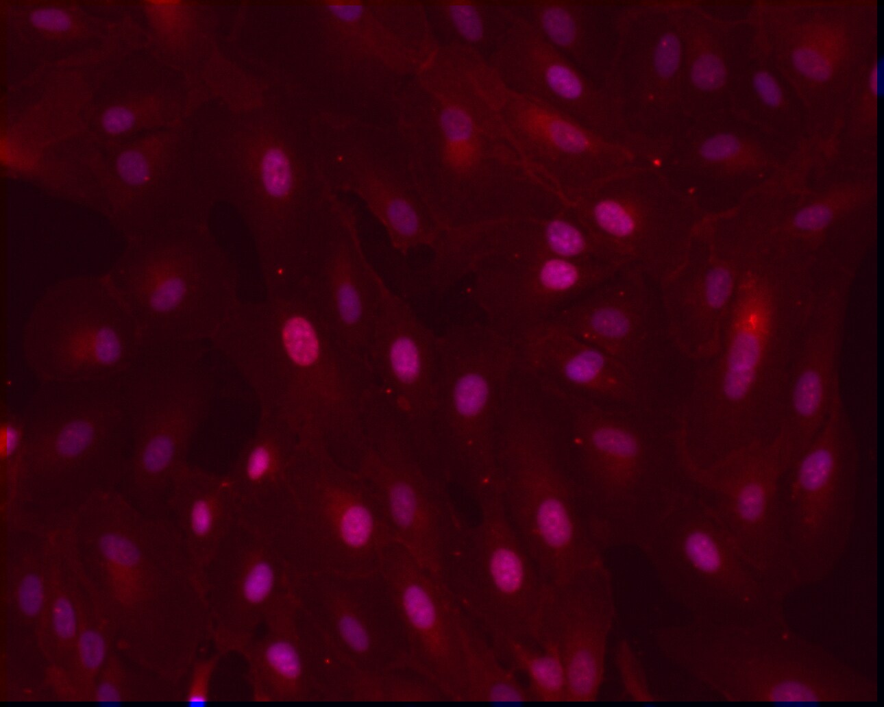 Pax6 Antibody NB300-750