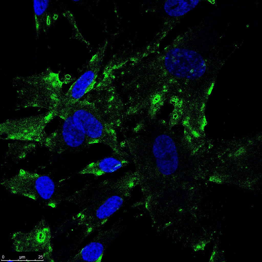 SR-BI Antibody - BSA Free NB400-104