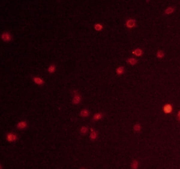 SR-BI Antibody - BSA Free NB400-104