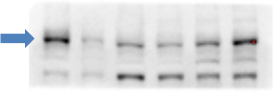 ABCA1 Antibody - BSA Free NB400-105