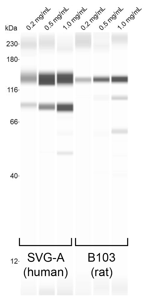 LIMPII/SR-B2 Antibody - BSA Free NB400-129