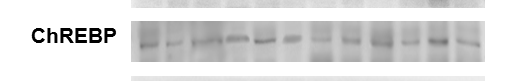 CHREBP Antibody - BSA Free NB400-135