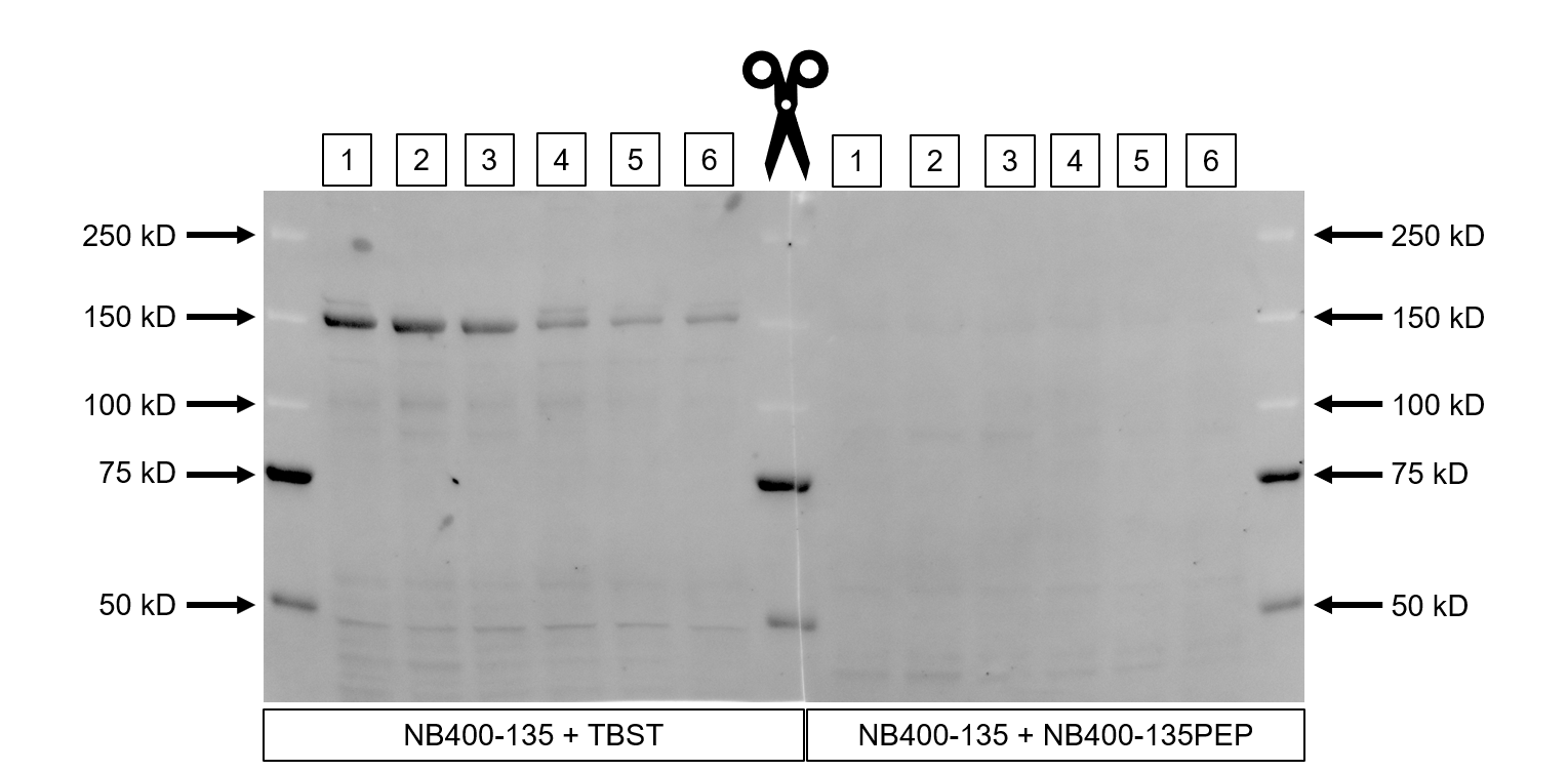 CHREBP Antibody - BSA Free NB400-135