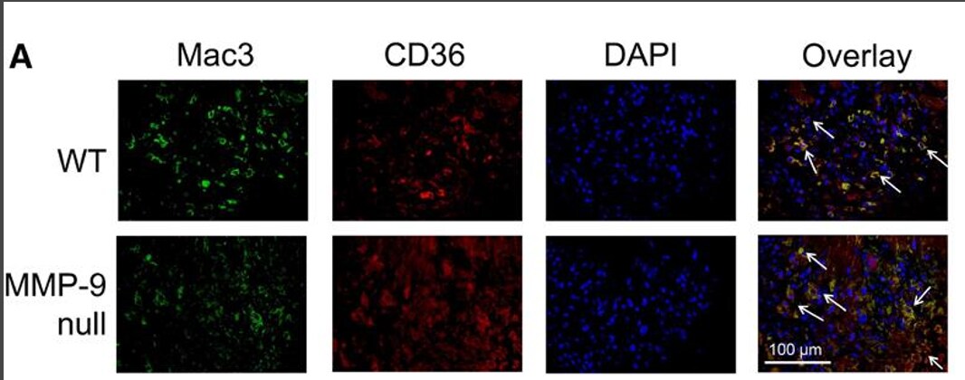 CD36 Antibody - BSA Free NB400-144