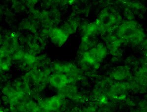 CD36 Antibody - BSA Free NB400-144