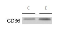 CD36 Antibody - BSA Free NB400-144