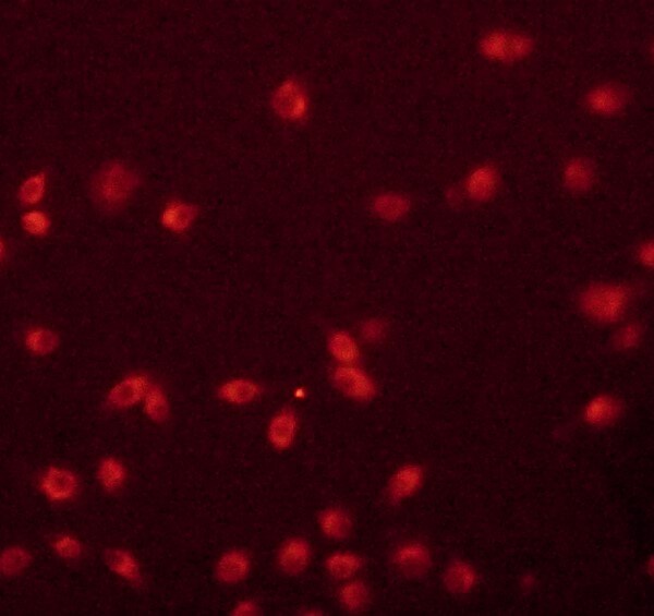 CD36 Antibody - BSA Free NB400-144