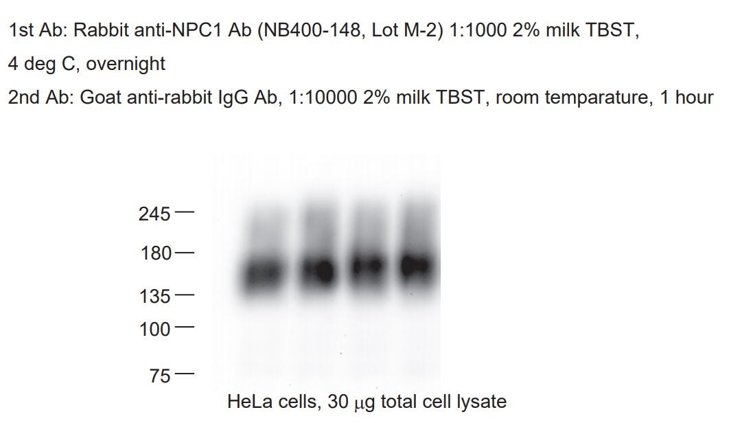Niemann-Pick C1 Antibody - BSA Free NB400-148