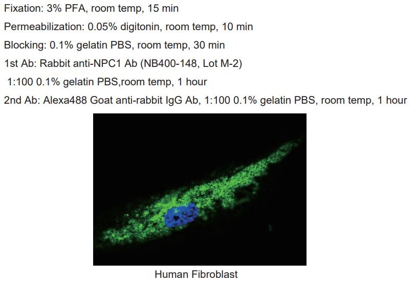 Niemann-Pick C1 Antibody - BSA Free NB400-148