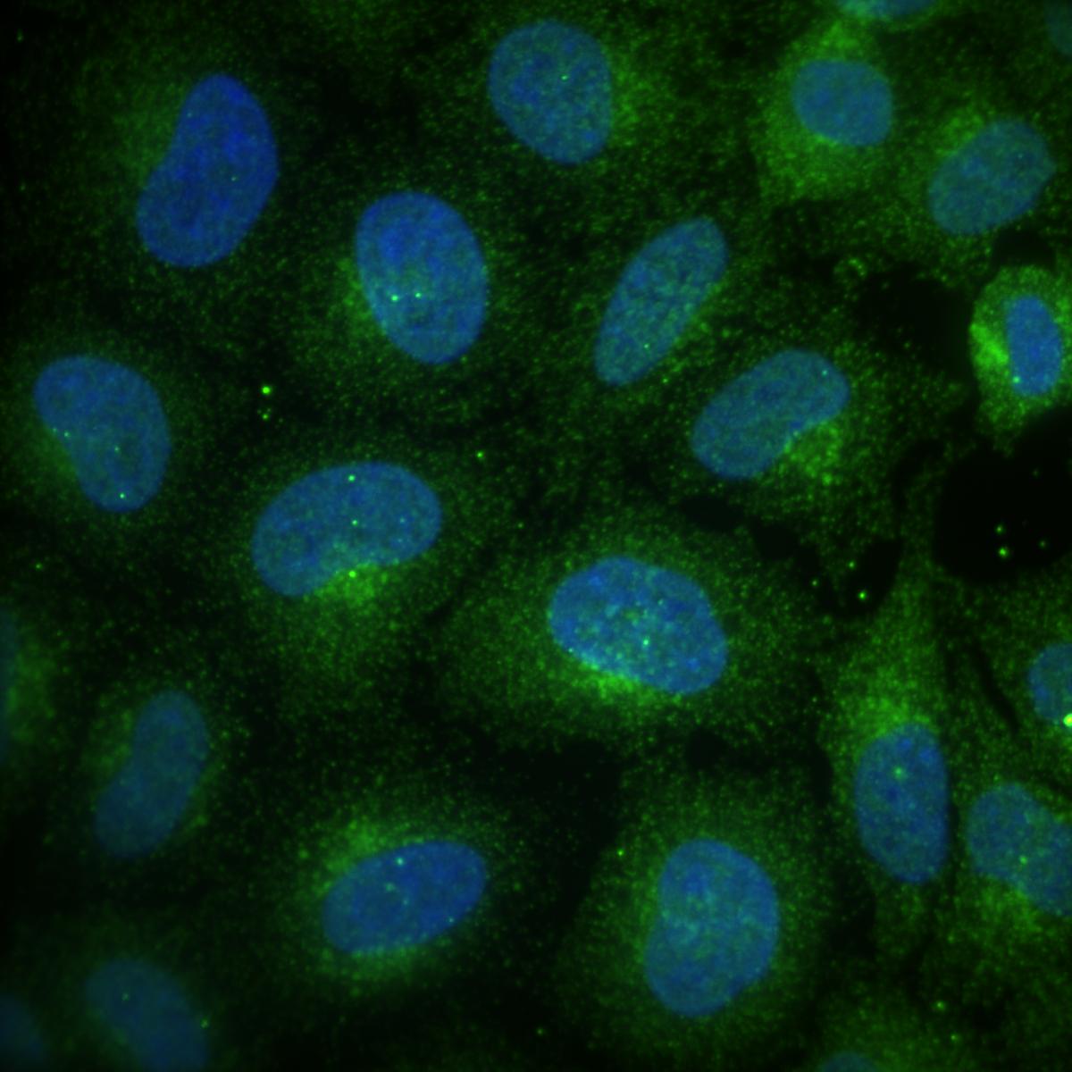 Niemann-Pick C1 Antibody - BSA Free NB400-148