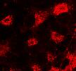 FXR/NR1H4 Antibody - BSA Free NB400-153