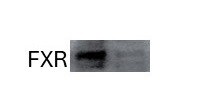 FXR/NR1H4 Antibody - BSA Free NB400-153
