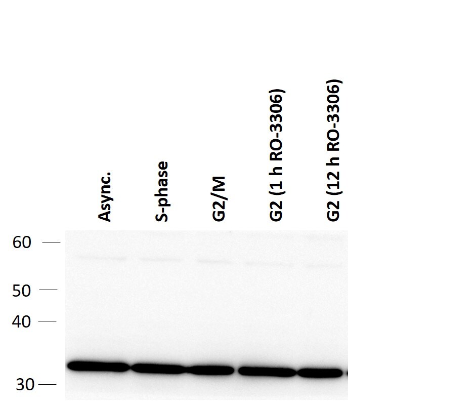 PCNA Antibody (PC10) - BSA Free NB500-106