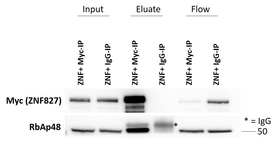 RBBP4/RbAp48 Antibody (11G10) - Azide and BSA Free NB500-123