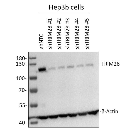 KAP1 Antibody - BSA Free NB500-158