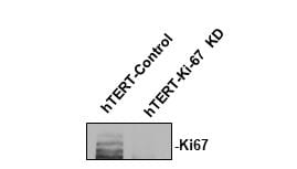 Ki67/MKI67 Antibody - BSA Free NB500-170