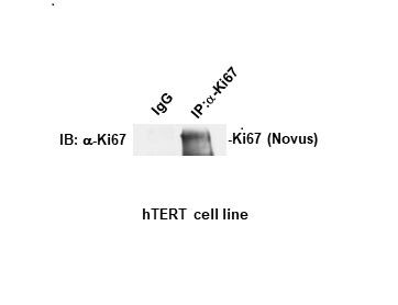 Ki67/MKI67 Antibody - BSA Free NB500-170