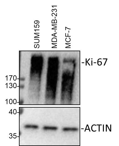 Ki67/MKI67 Antibody - BSA Free NB500-170
