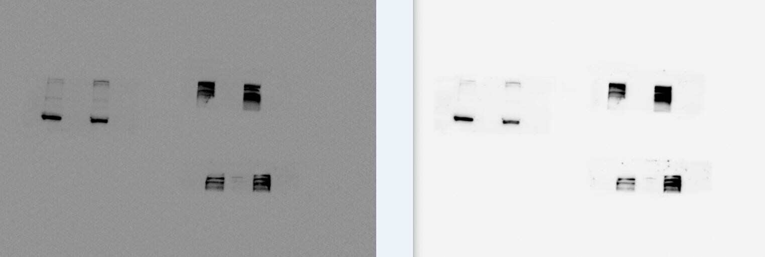 Ki67/MKI67 Antibody - BSA Free NB500-170