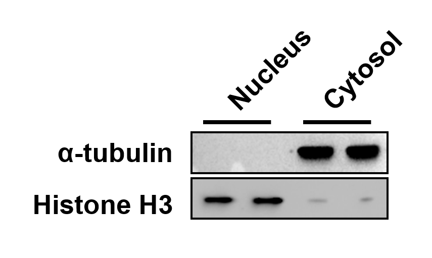 Histone H3 Antibody - BSA Free NB500-171