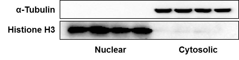 Histone H3 Antibody - BSA Free NB500-171