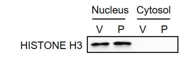 Histone H3 Antibody - BSA Free NB500-171