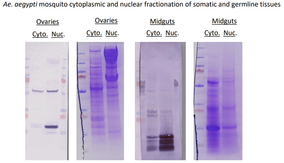 Histone H3 Antibody - BSA Free NB500-171