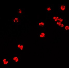 Histone H3 Antibody - BSA Free NB500-171