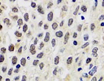Histone H3 Antibody - BSA Free NB500-171