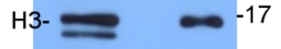 Histone H3 Antibody - BSA Free NB500-171