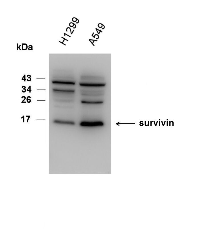 Survivin Antibody - BSA Free NB500-201