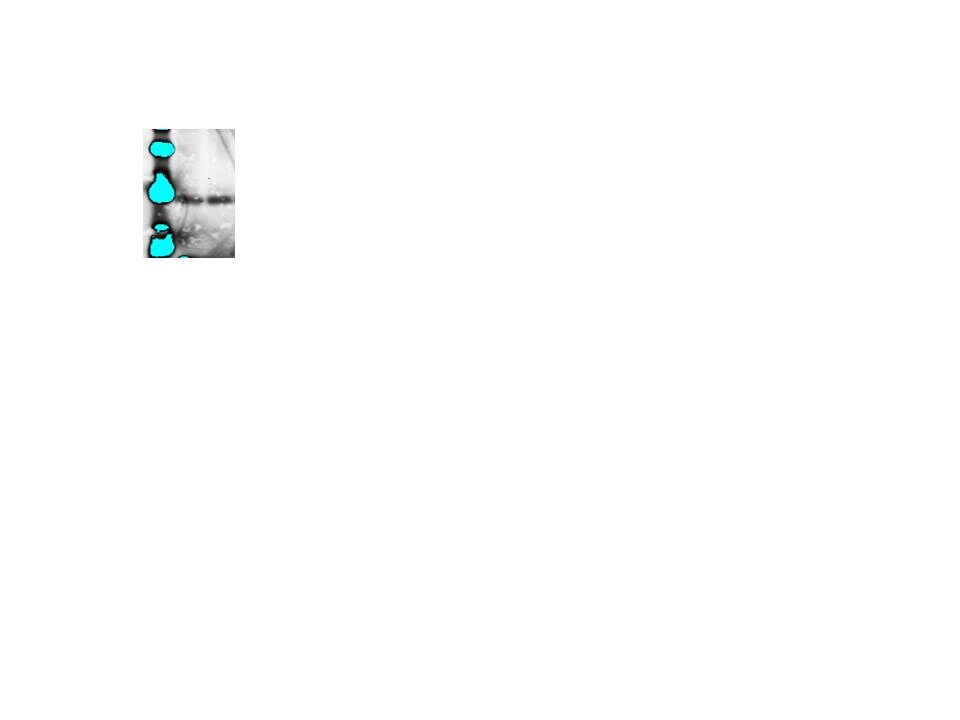 Survivin Antibody - BSA Free NB500-201