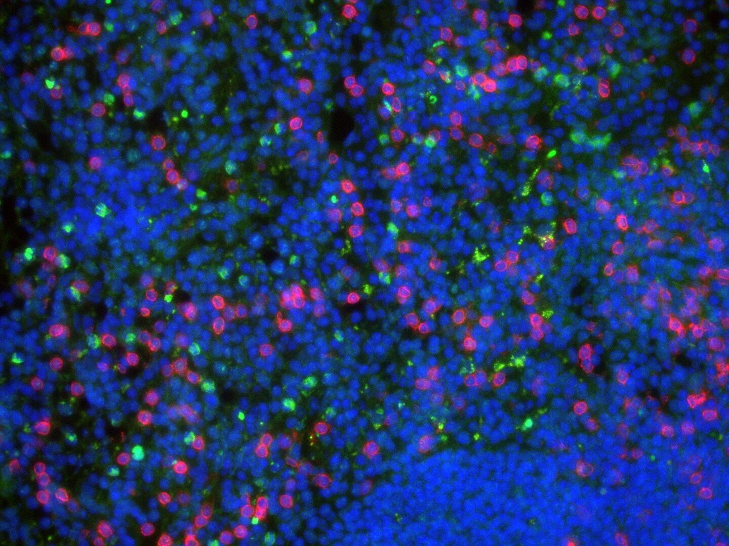 Caspase-3 Antibody (CPP32 4-1-18) - BSA Free NB500-210
