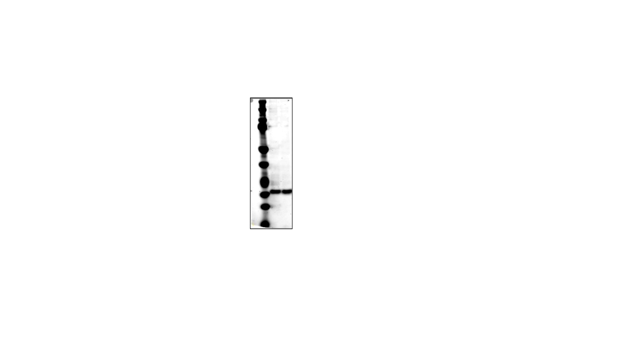 SMAC/Diablo Antibody (78-1-118) - BSA Free NB500-213