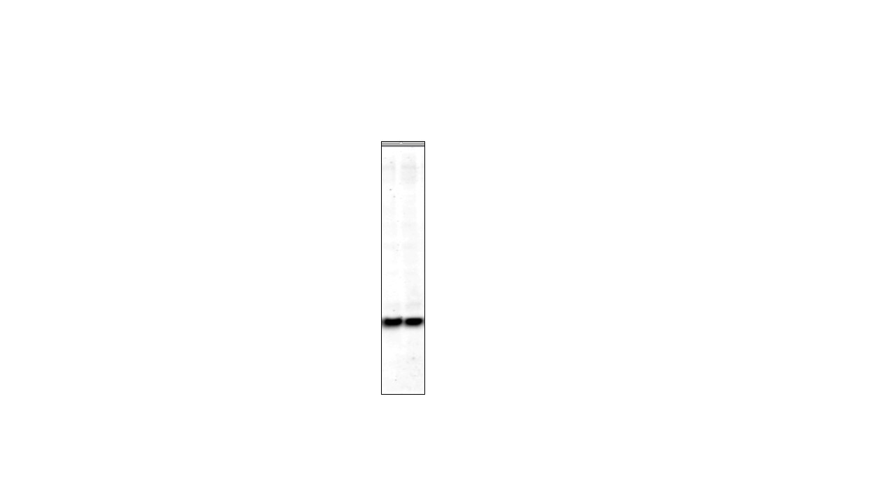 SMAC/Diablo Antibody (78-1-118) - BSA Free NB500-213