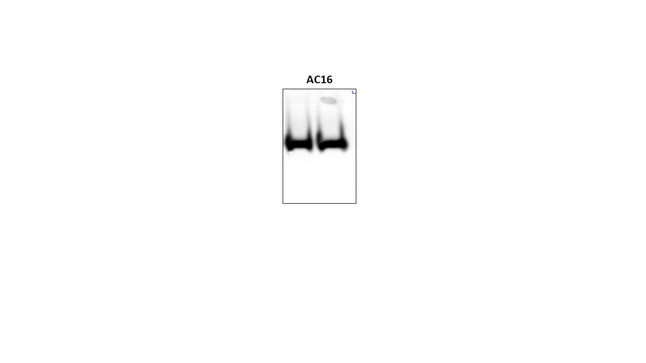 SMAC/Diablo Antibody (78-1-118) - BSA Free NB500-213